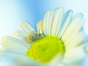 Daisy, Colourfull Flowers, snail, White