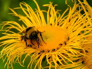 bee, Colourfull Flowers, Close, Yellow