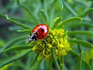 Colourfull Flowers, ladybird