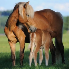 Colt, bloodstock, Mare