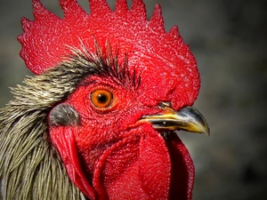 comb, rooster, Head