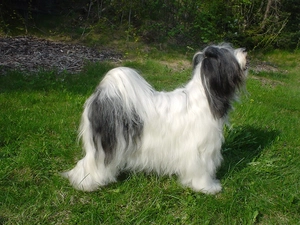 combed, Terier Tybetański