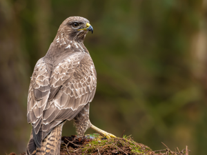 Common Buzzard, Bird