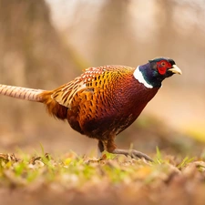 Common Pheasant, Bird