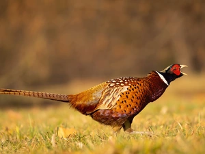Common Pheasant, grass