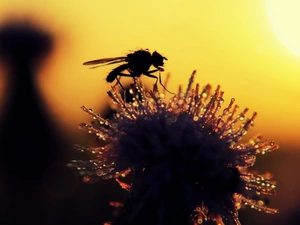 common, fly, puffball