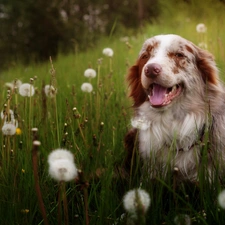 Australian Shepherd, grass, Common Dandelion, Meadow