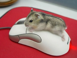 Computer, hamster, mouse