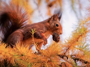 larch, branch pics, cone, trees, squirrel