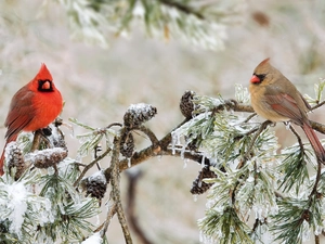 Twigs, cones, Cardinals, winter, birds