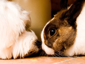 confrontation, dog, Rabbit
