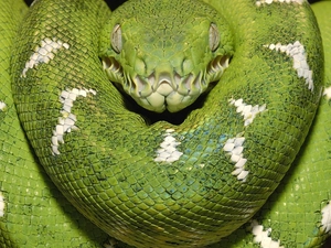 constrictor, python, Green