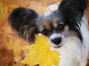 leaf, dog, Miniature Continental Toy Spaniel Papillon