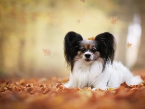 Leaf, Continental Toy Spaniel, Papillon