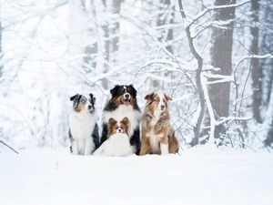 Australian Shepherd, Bernese Mountain Dog, viewes, Miniature Continental Toy Spaniel Papillon, trees, Dogs, four, winter