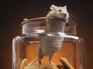 Cookies, mouse, jar