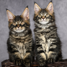 Two cars, Maine Coon, basket, cats