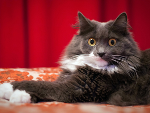 Eyes, cat, Maine Coon