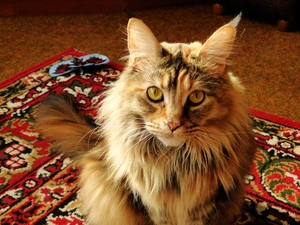 female, cat, Maine Coon