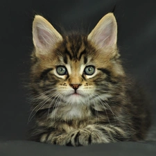 kitten, Maine Coon