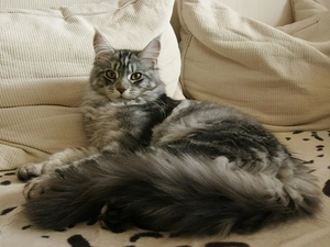 pillows, kitten, Maine Coon