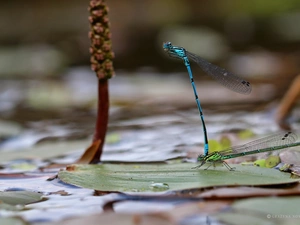 dragon-fly, Two, Copulating
