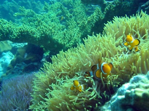 coral, fish