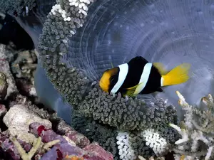 black, white, reef, coral, Fish, yellow