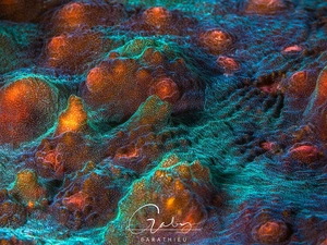 Corals, sea, cay
