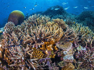 sea, fish, cay, Corals