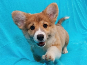 Welsh corgi pembroke, small, doggy