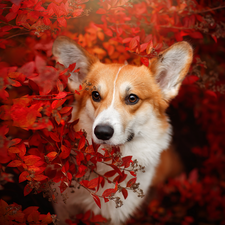 Red, Leaf, Welsh corgi pembroke, Bush, dog