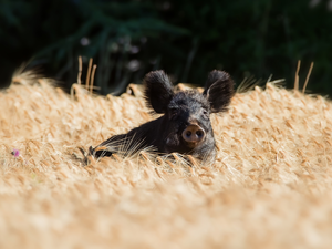 Eurasian Wild Boar, corn