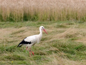 corn, stork, Field