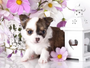 Flowers, Cosmos, Puppy, Chihuahua, dog