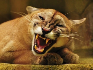 cougar, canines