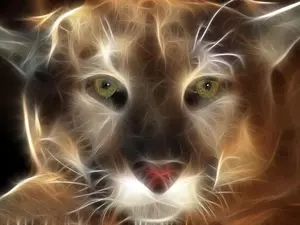 cougar, cougar, Eyes