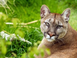 cougar, green