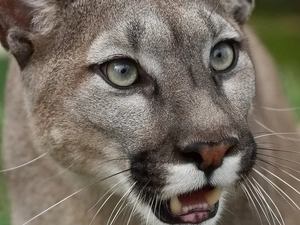 cougar, Head