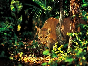 cougar, jungle
