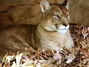 cougar, Leaf