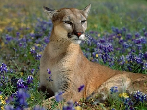 cougar, Meadow