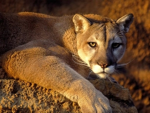 cougar, paw