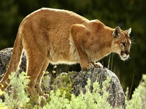 cougar, rock