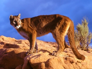 cougar, Rocks
