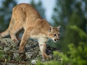 cougar, Rocks