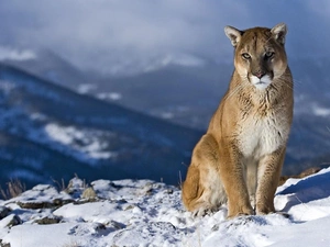 cougar, winter, snow