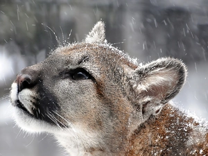 cougar, snow
