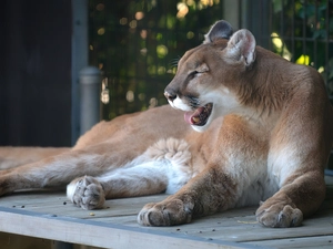 cougar, zoo