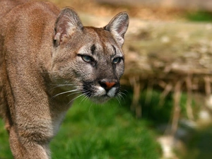 cougar